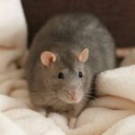 Cara Mengusir Tikus di Kamar yang Terbukti Manjur